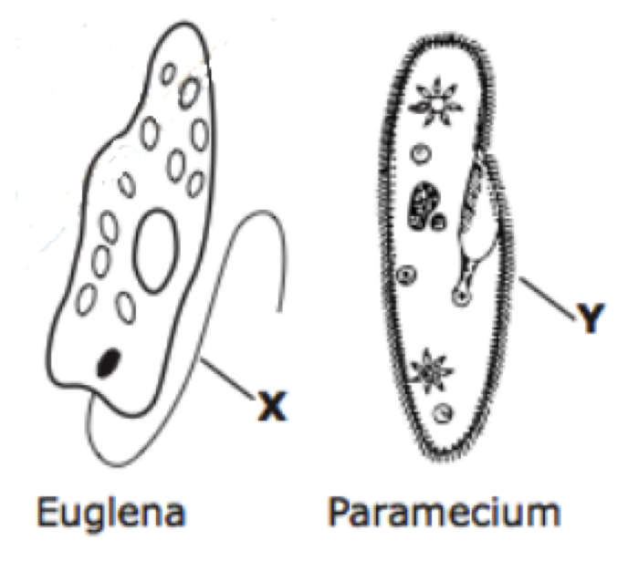 Bio 2 Warm-up Quiz #3 (Fall 2014) - Quiz